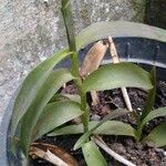 Epidendrum ibaguense Feuille