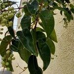 Ligustrum lucidum पत्ता