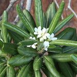 Pittosporum tobira List