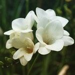 Freesia leichtlinii Blüte