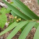 Maianthemum stellatum Blad