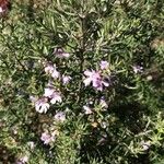 Westringia eremicola Flower