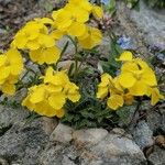 Erysimum rhaeticum Habit