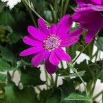 Pericallis lanata Flower