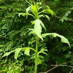 Lactuca biennis Foglia