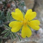 Potentilla hirta Flower