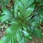 Geonoma elegans Leaf