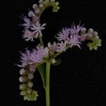 Cyrtocymura scorpioides 花