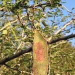 Senegalia senegal Плод