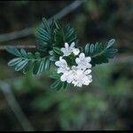 Osteomeles anthyllidifolia Kwiat