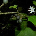 Solanum jamaicense Frutto