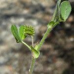 Medicago minima Leaf