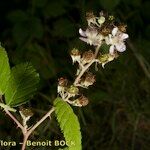 Rubus questieri Övriga