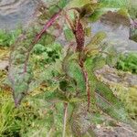 Lactuca virosa Leaf