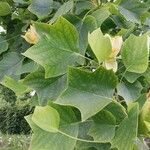 Liriodendron tulipifera Yaprak