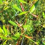 Ludwigia grandiflora Likasa