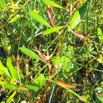 Ludwigia grandiflora Blad