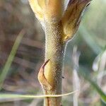 Orobanche purpurea Schors