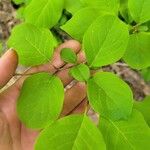 Lonicera canadensis Leaf