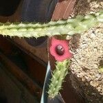 Huernia schneideriana Hostoa