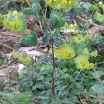 Euphorbia amygdaloides Vekstform