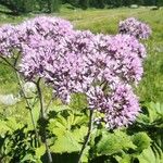 Adenostyles alpina Likasa