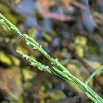 Glyceria fluitans Flor