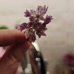Allium drummondii फूल