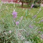 Lavandula angustifoliaKvět