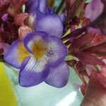 Freesia refracta Blomst