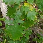 Quercus macrocarpa Foglia