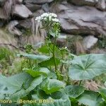 Cardamine asarifolia Libunga