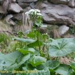 Cardamine asarifolia 整株植物