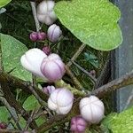 Citrus japonica Flor