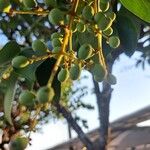 Ligustrum japonicum 果實