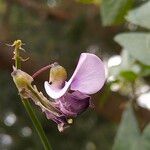 Dipogon lignosus Kwiat