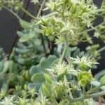 Sedum allantoides Plante entière