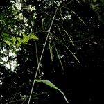 Oryza latifolia ᱮᱴᱟᱜ