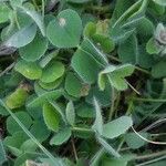 Trifolium subterraneum Blad