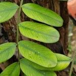 Platypodium elegans Folha