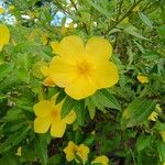 Turnera ulmifoliaFlower