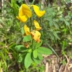 Crotalaria retusaCvet