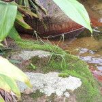 Cyperus hortensis Habitus