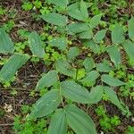 Maianthemum racemosum Лист