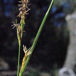 Carex distachya Blomma