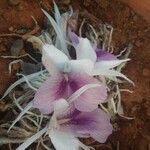 Kaempferia rotunda Kvet