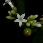 Ronabea latifolia Цвят