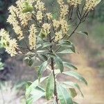 Cerberiopsis neriifolia Bloem