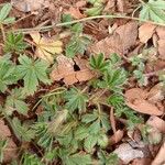 Potentilla tabernaemontani Frunză