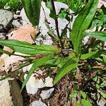 Penstemon canescens 叶